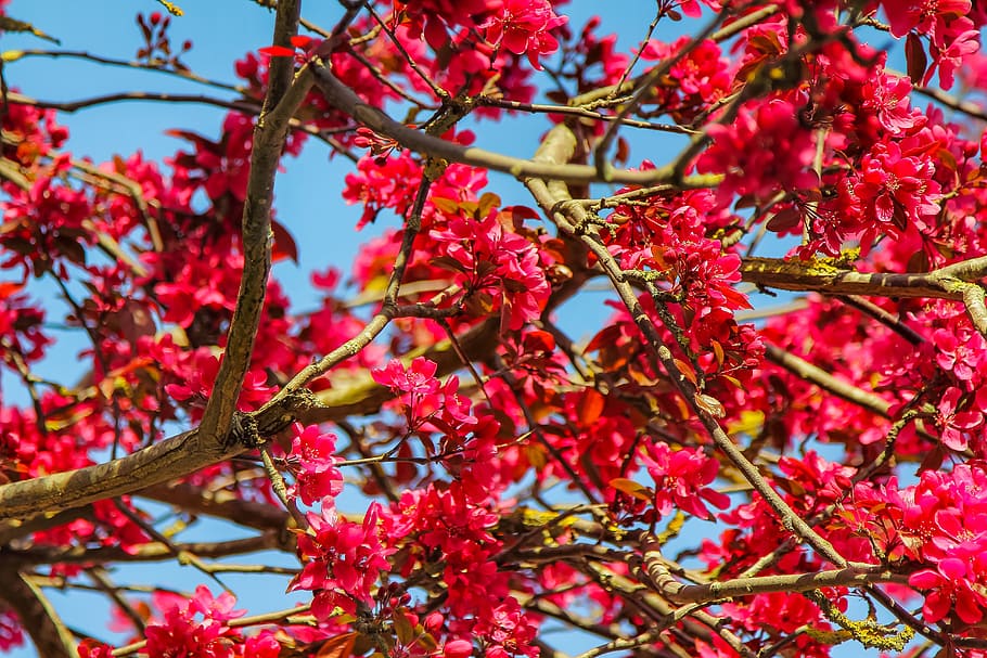 tree, priroda, a branch, spring, pink flower, plant, red, beauty in nature HD wallpaper