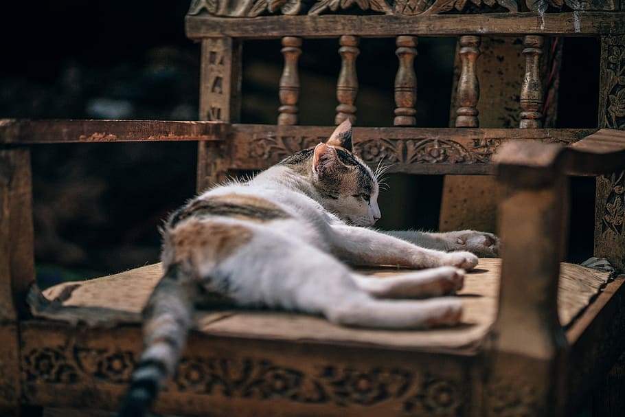 white and black cat laying on brown wooden armchair, white cat lying on brown wooden chair HD wallpaper