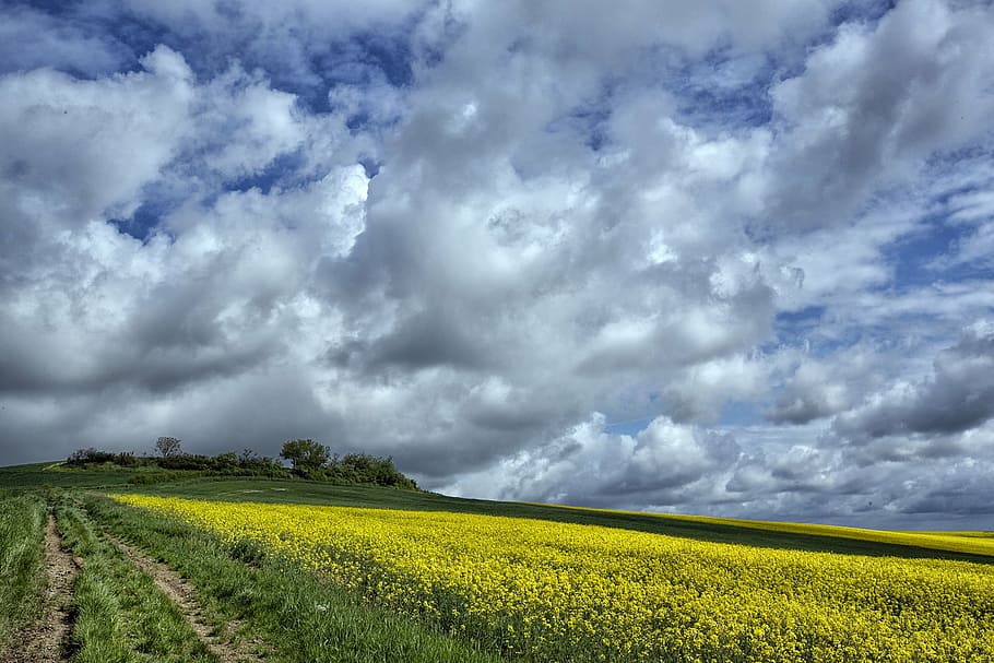 field, agricultural, clouds, france, cereals, nature, summer, HD wallpaper