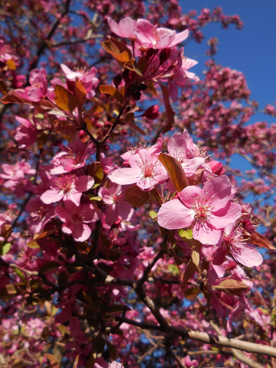 tree, blooming, crab apple, branches, nature, blossom, pink HD wallpaper