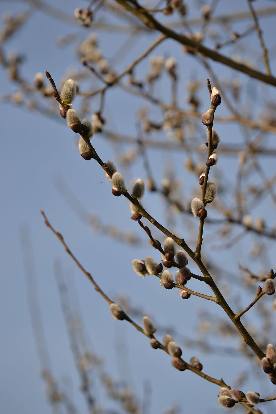 kitten, nature, spring, plant, bloom, sky, bud, tree, branch HD wallpaper