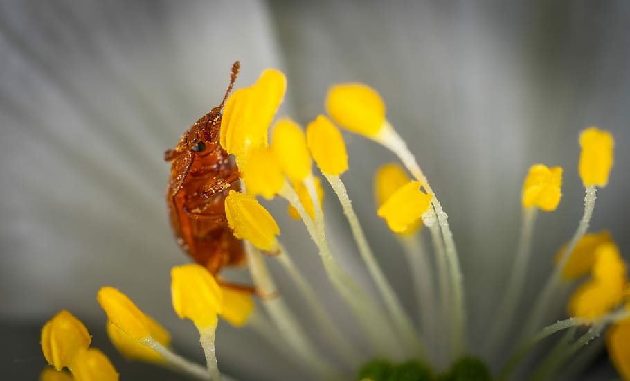 insect, macro, beetle, flower, flowering plant, fragility, vulnerability HD wallpaper