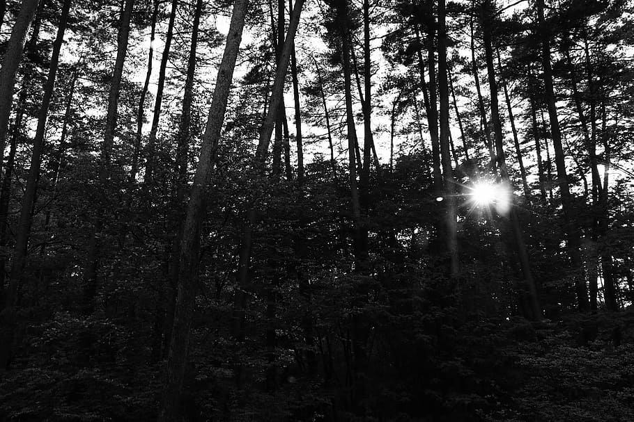 trees, sunbeams, backlight, black and white, forest, plant HD wallpaper
