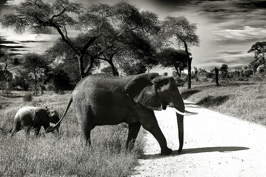 gray elephant with calf passing through road, baby elephant, animal, HD wallpaper