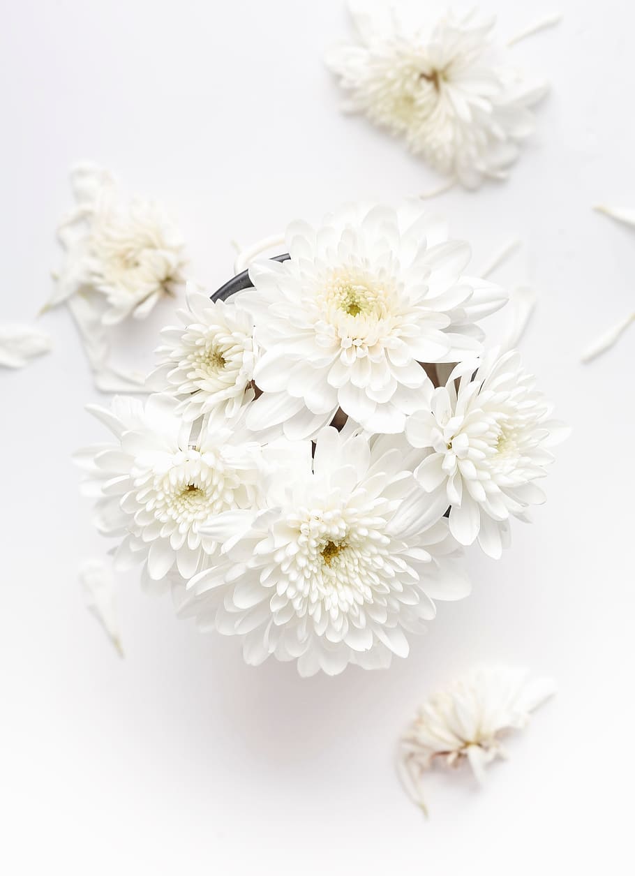 white, flower, bloom, blossoms, nature, plant, flowering plant HD wallpaper
