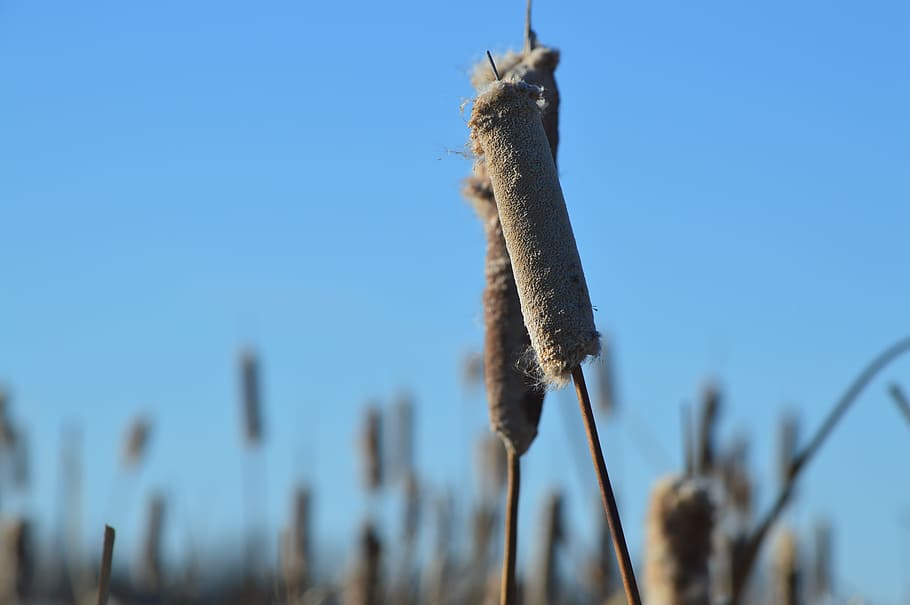 cattail, reeds, nature, sky, blue, prairie, plant, saskatchewan, HD wallpaper