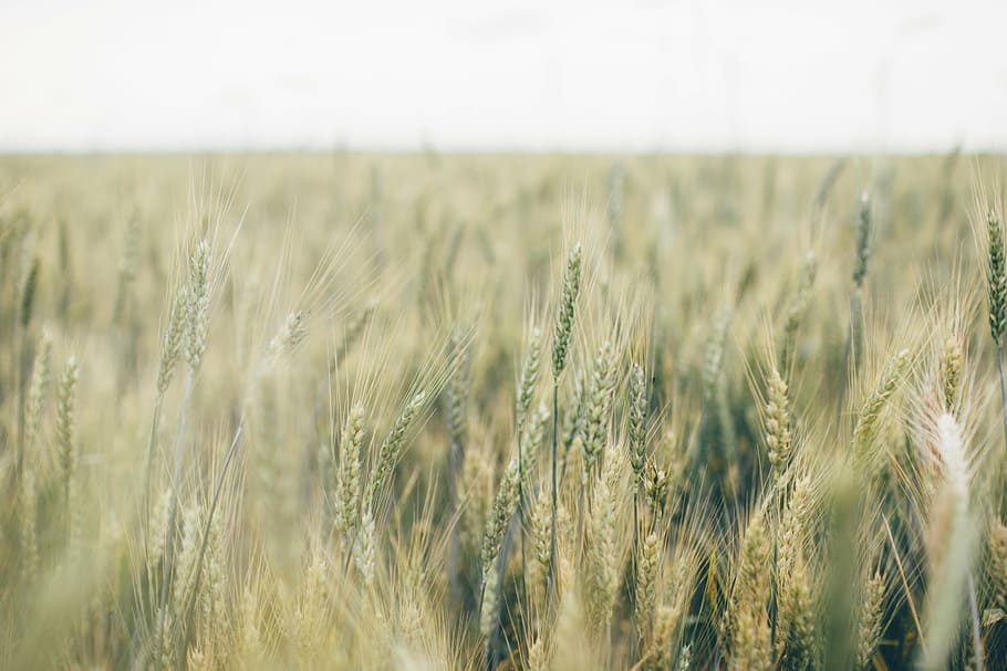 wheat field, plant, nature, grasslands, plains, wild, green HD wallpaper
