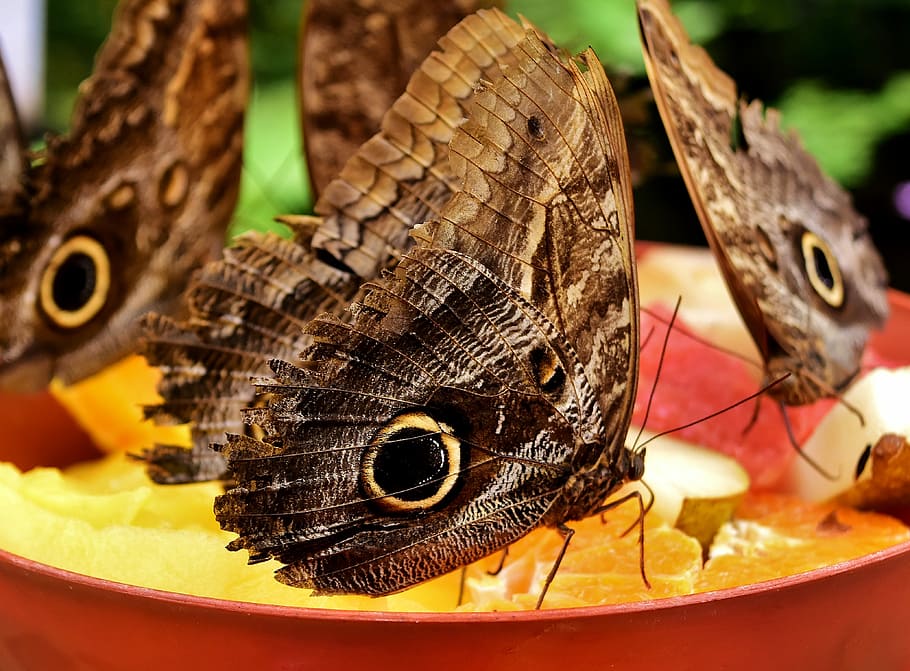 macro photography of owl moth, butterfly, owl butterfly, edelfalter, HD wallpaper