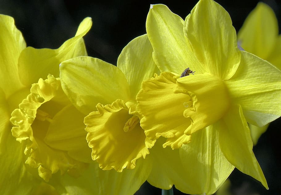 daffodils, flower, spring, easter, flowering plant, petal, beauty in nature HD wallpaper