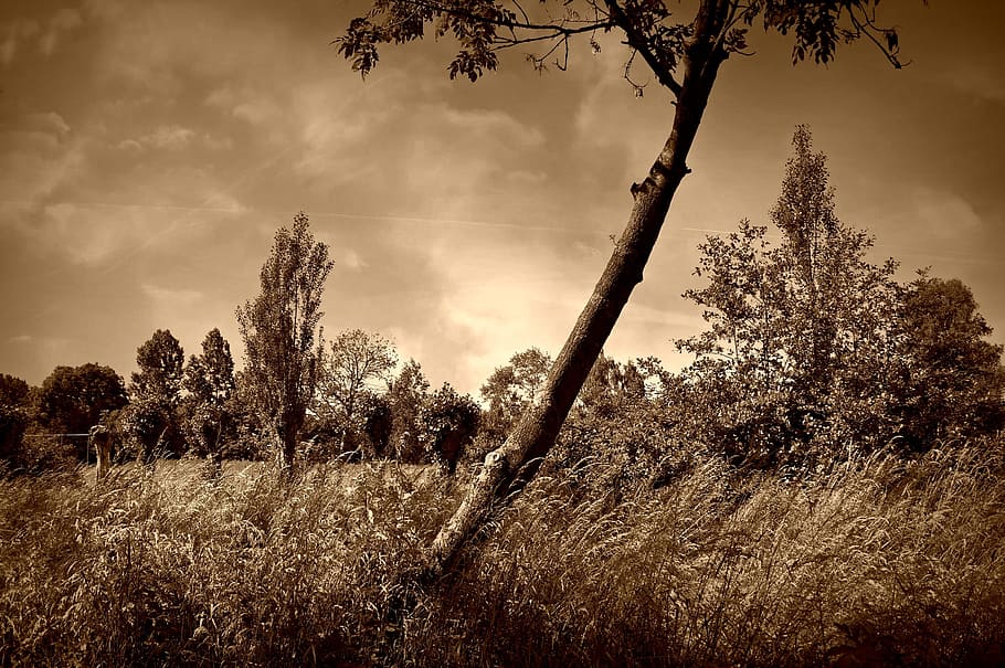 Lonely Tree, Field, Grass, landscape, scenic, sepia, monochrome HD wallpaper