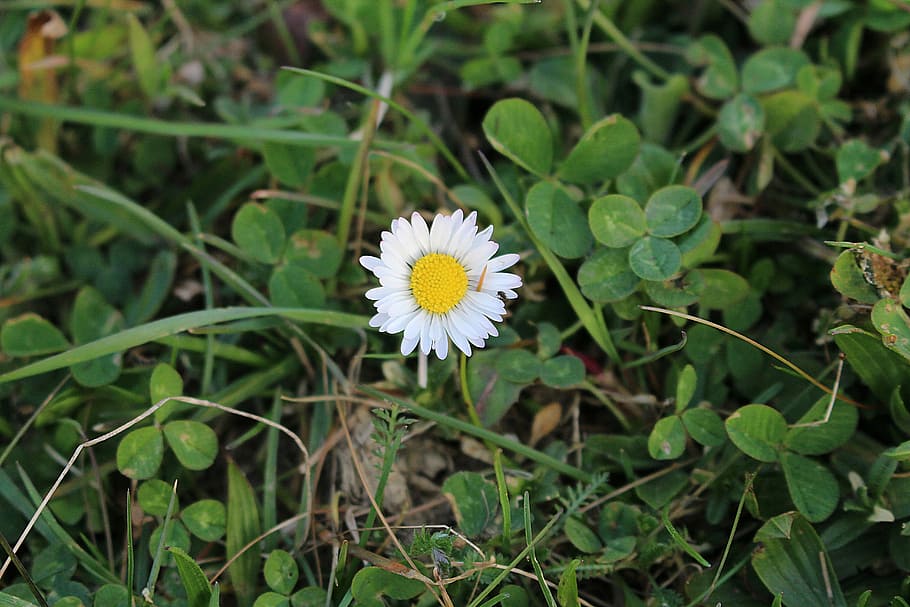 flower, daisy, close, plant, flowering plant, growth, freshness HD wallpaper