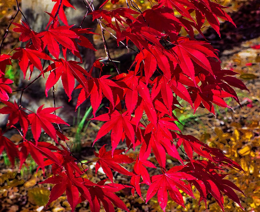 leaf, fall, season, nature, tree, red, plant part, autumn, change HD wallpaper