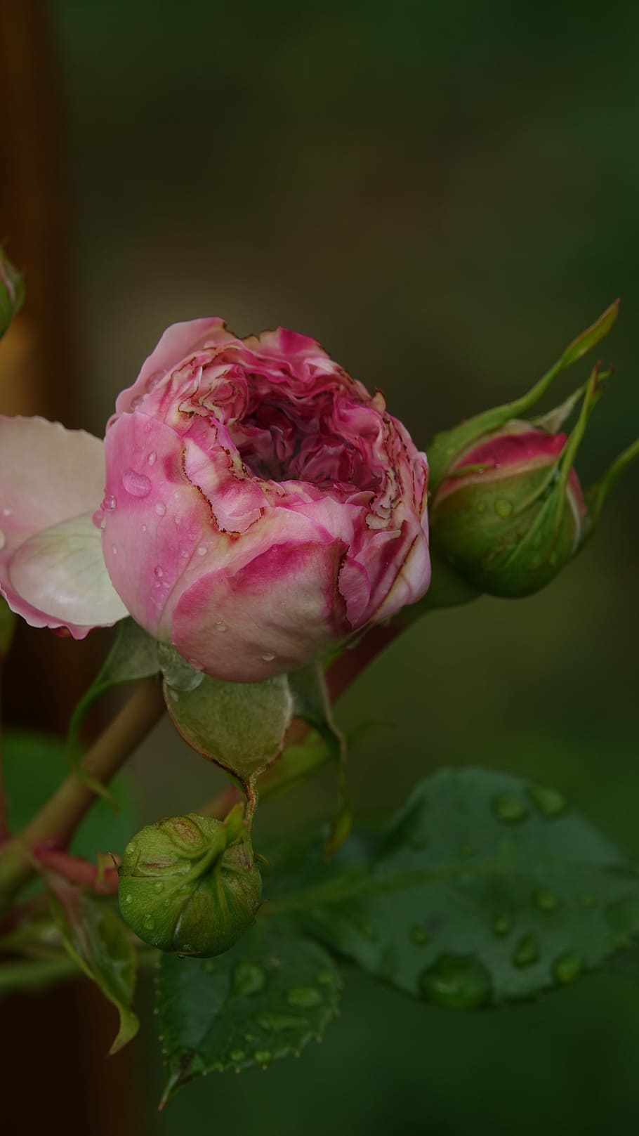 pink, rosebuds, rainy day, flower, beauty in nature, flowering plant, HD wallpaper