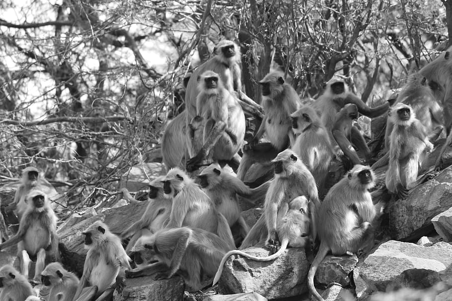 Grayscale Photo of Monkeys, animals, black-and-white, gray langur, HD wallpaper