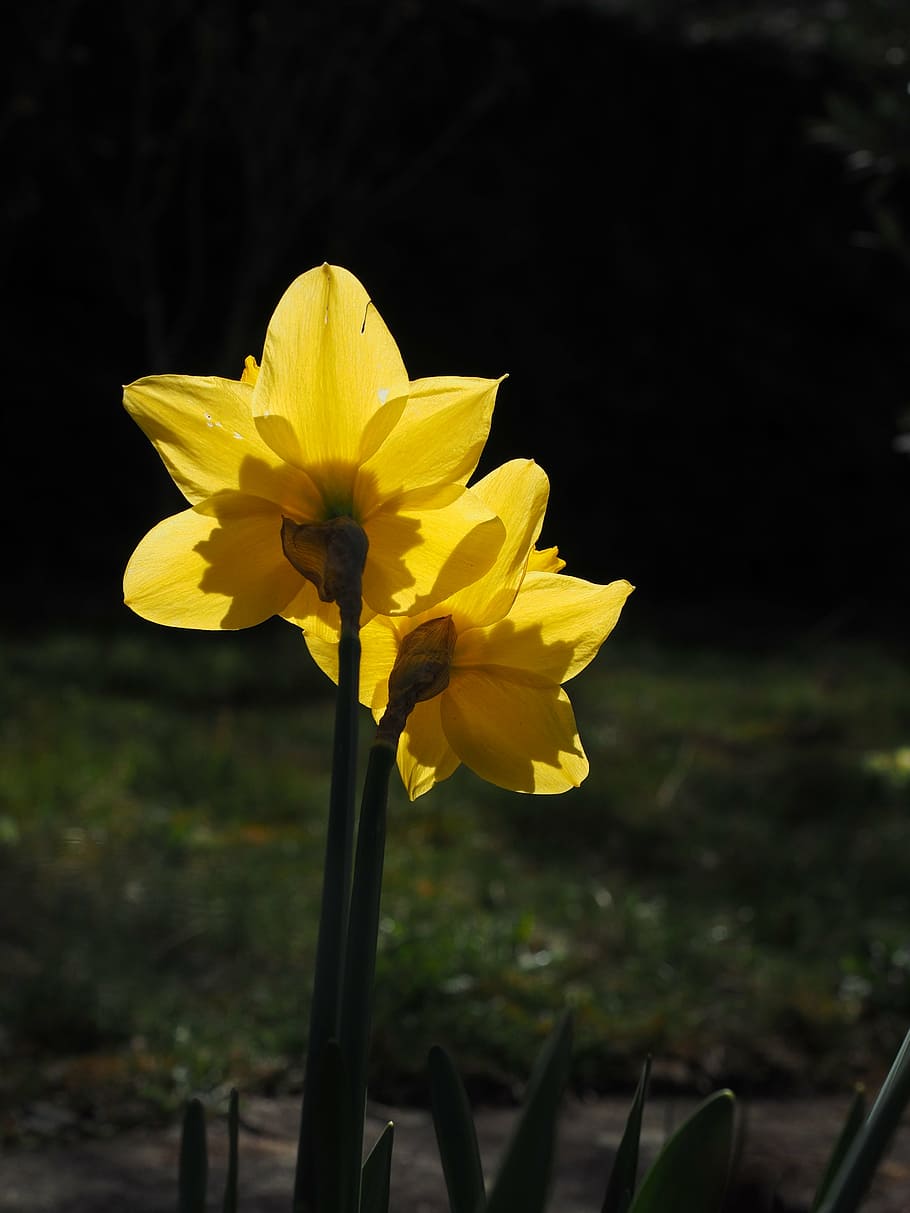 daffodils, flowers, yellow, spring, narcissus pseudonarcissus HD wallpaper