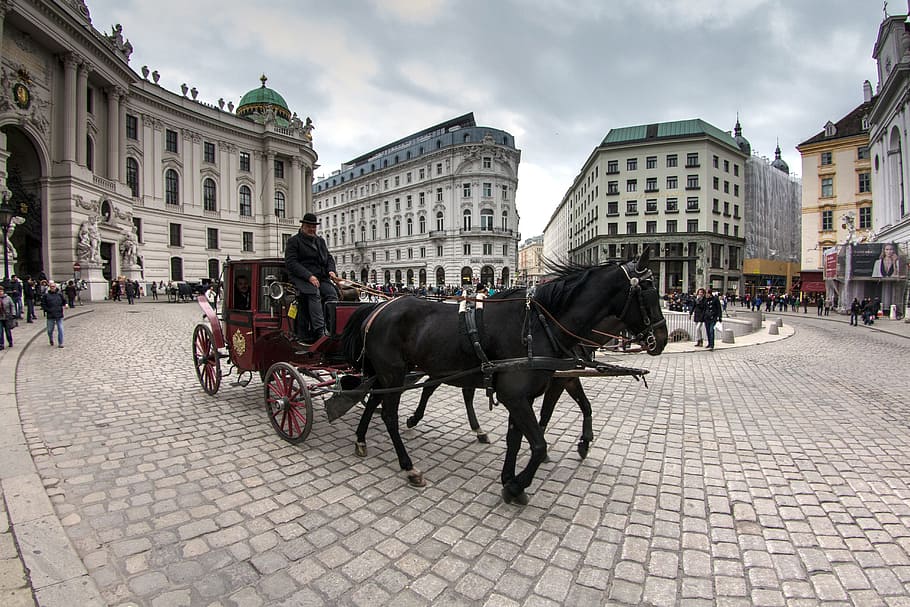 horse carriage travelling in city, Vienna, Old Town, Downtown, HD wallpaper