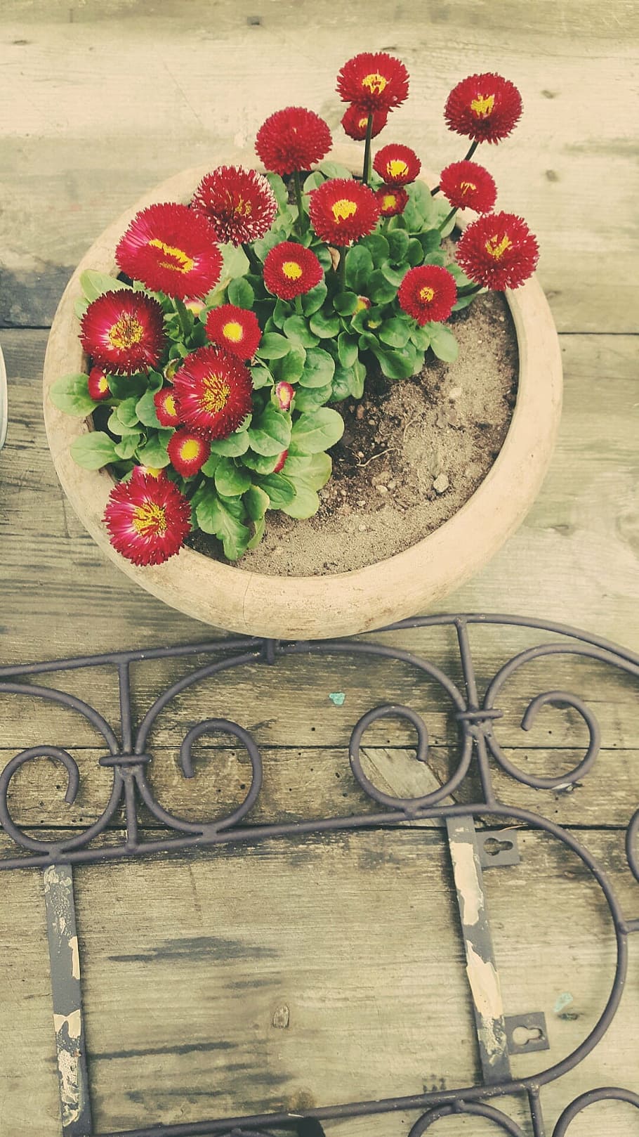 spring, flowers, nature, garden, plant, a garden plant, green, HD wallpaper