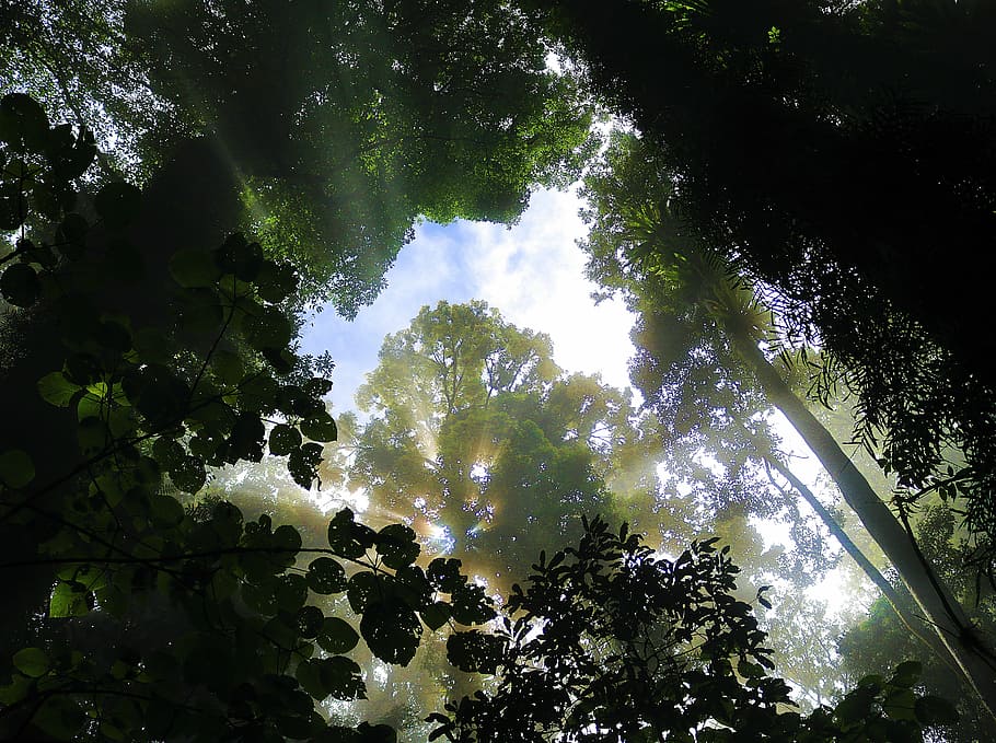 forest, tree, crown, fog, morgenstimmung, sunbeam, plant, growth HD wallpaper