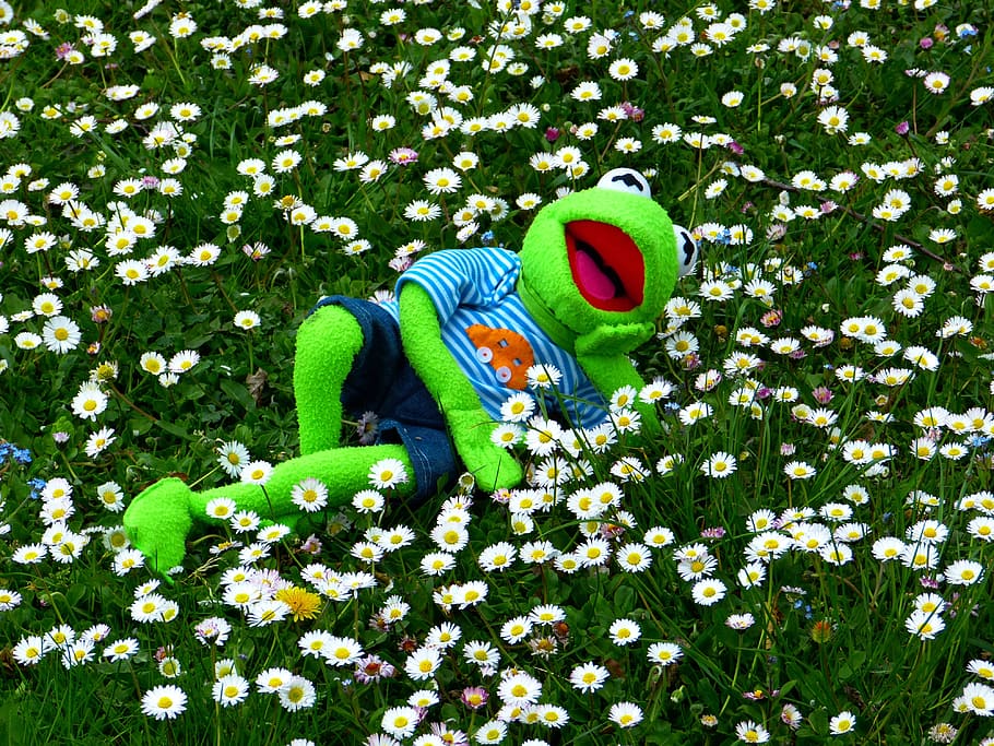 frog plush toy lying in white flowers, kermit, meadow, daisy HD wallpaper
