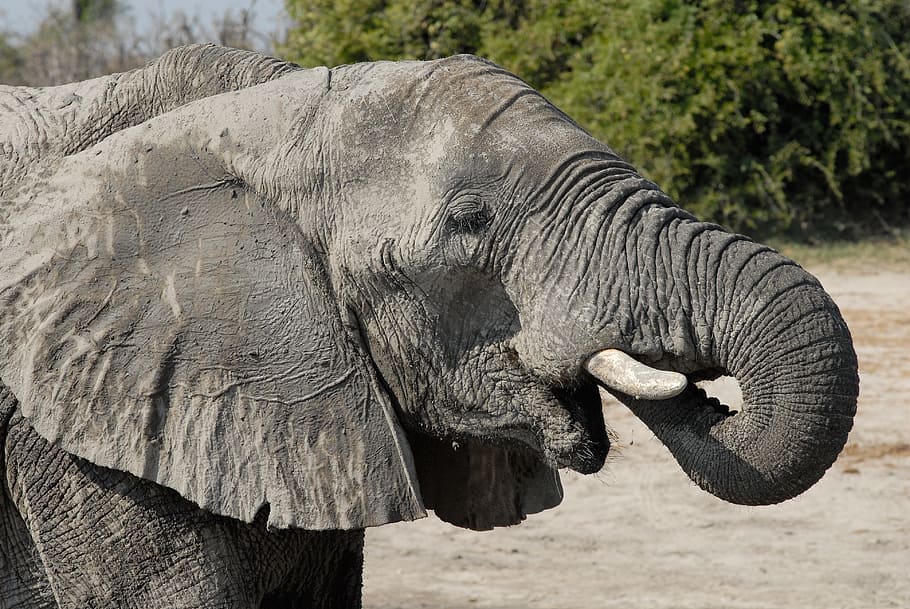 close-up photo of elephant, botswana, chobe, animal themes HD wallpaper