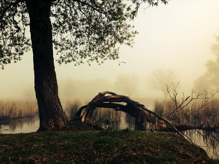 green leafed tree beside body of water, fog, mood, landscape HD wallpaper
