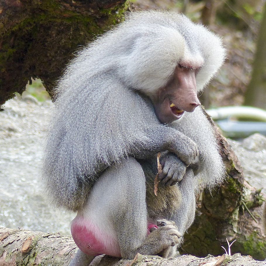 hamadryas baboon, monkey, ape, papio hamadryas, south east africa HD wallpaper