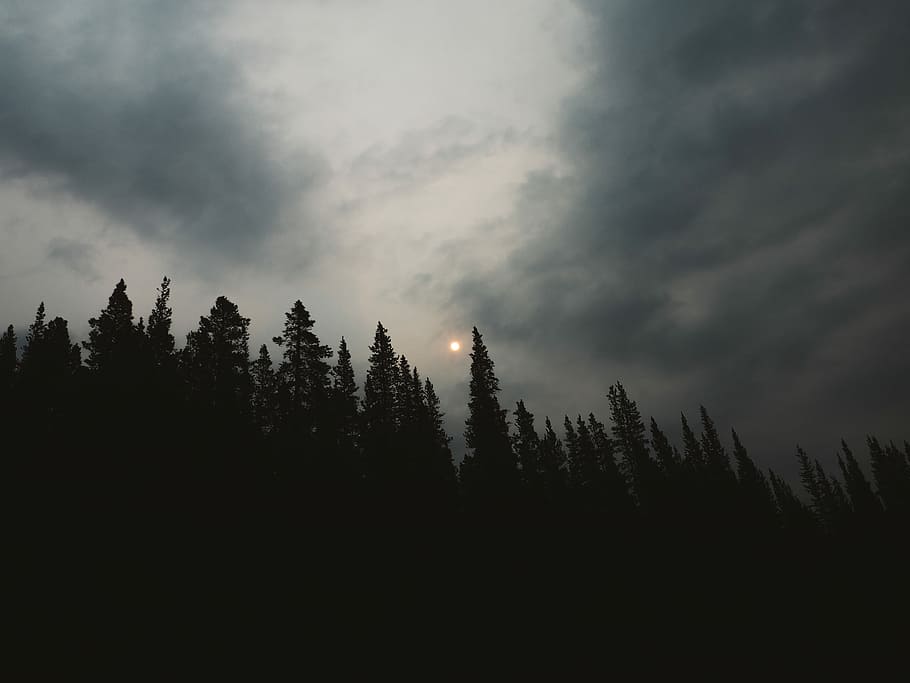 silhouette of trees under cloudy sky, silhouette of trees during nighttime HD wallpaper