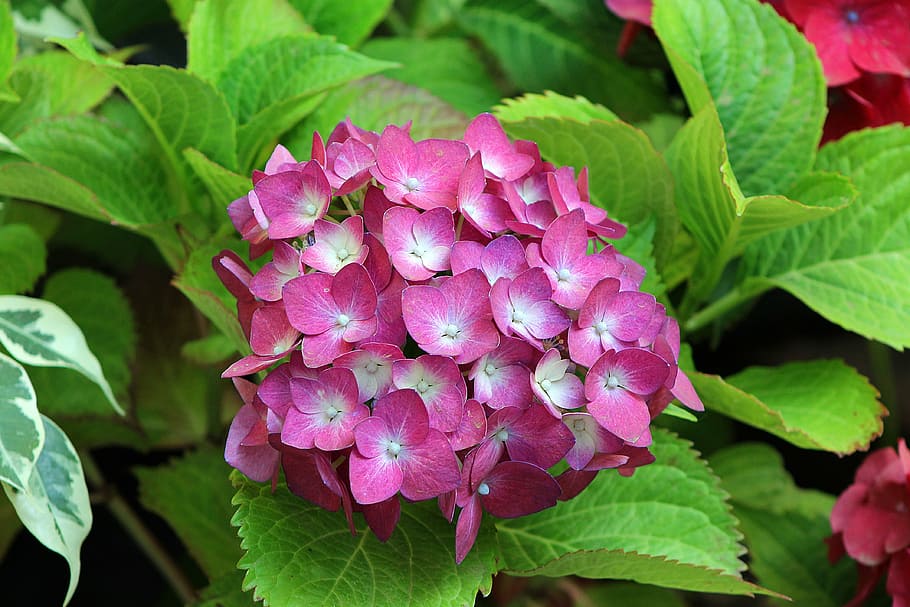 plants, flowers, spring, plant part, leaf, freshness, pink color HD wallpaper