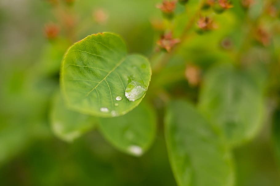 water drop, leaf, leaves, green color, plant, plant part, growth HD wallpaper