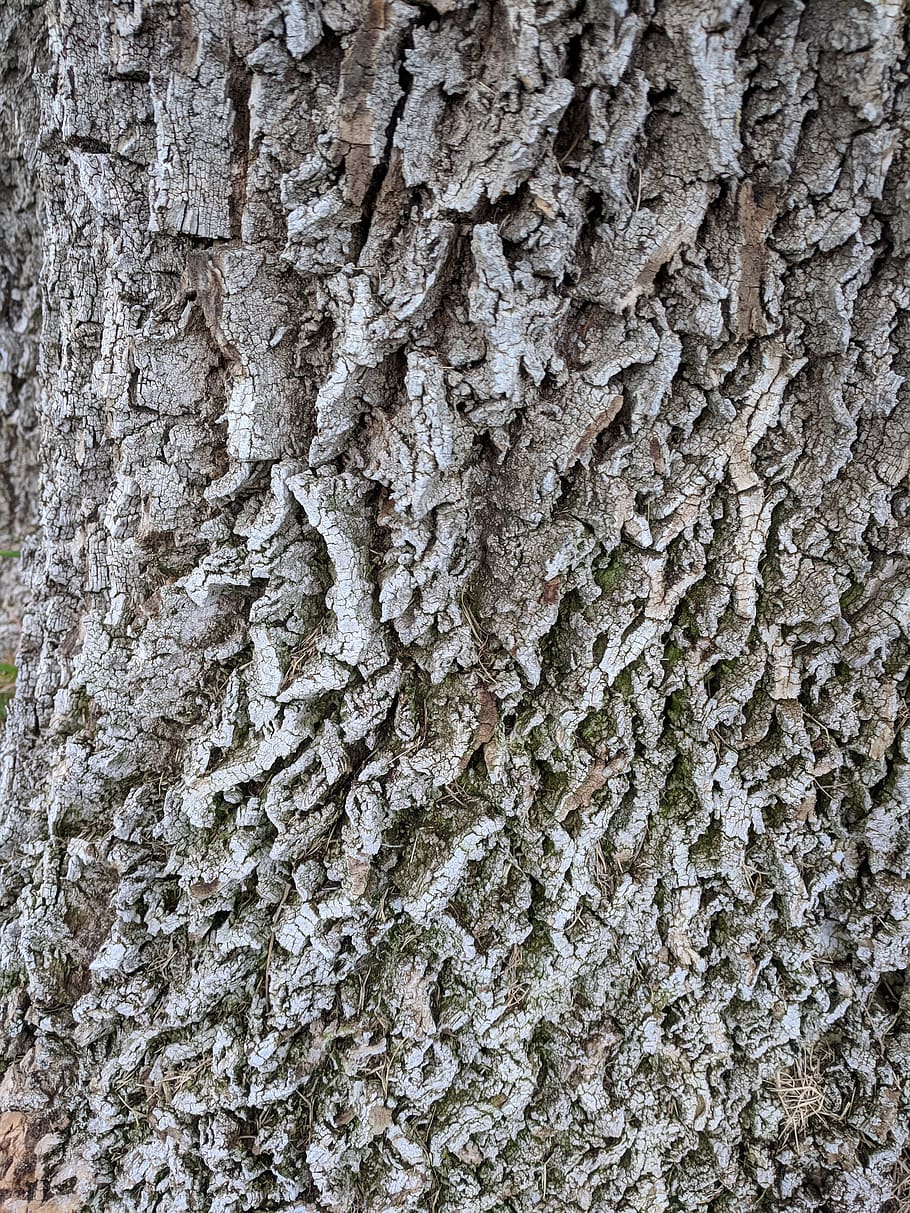 tree bark, grey gray, texture, background, nature, grainy, rough HD wallpaper
