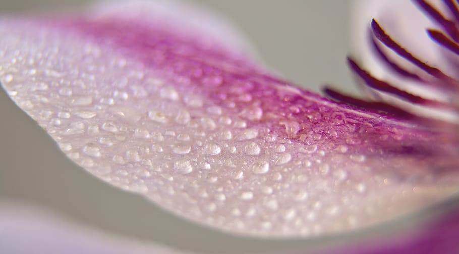 purple petaled flower with dewdrops, clematis, blossom, bloom HD wallpaper