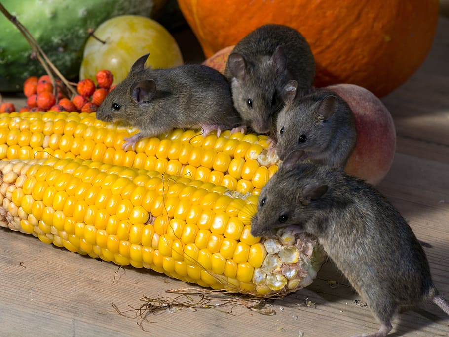 Vegetables, Mice, Corn On The Cob, wild, food, yellow, nature HD wallpaper