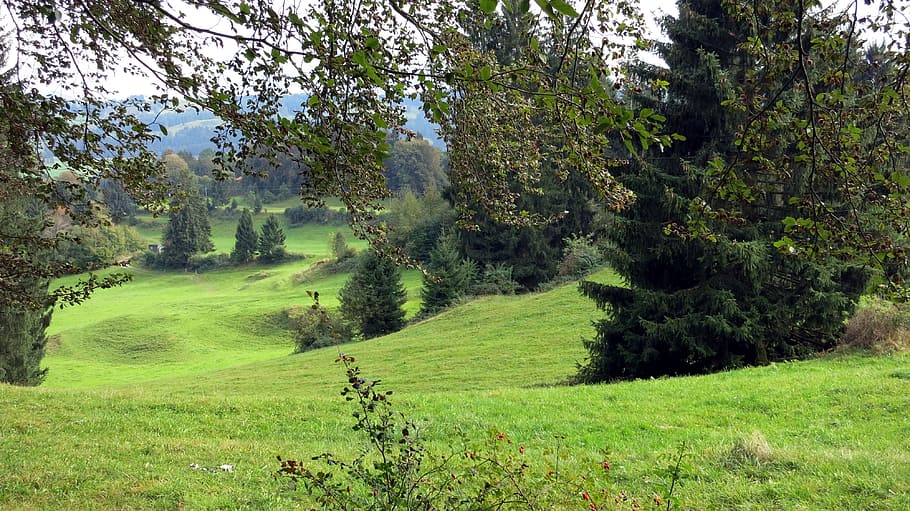 allgäu, landscape, rettenberg, plant, tree, green color, beauty in nature HD wallpaper