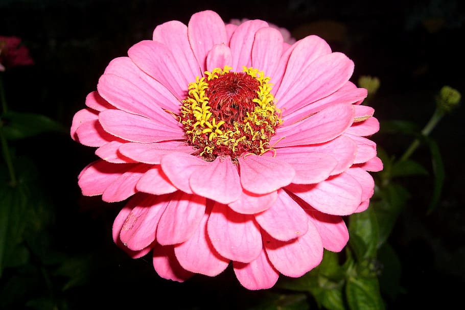flower, pink, nature, macro, flowering plant, petal, fragility HD wallpaper