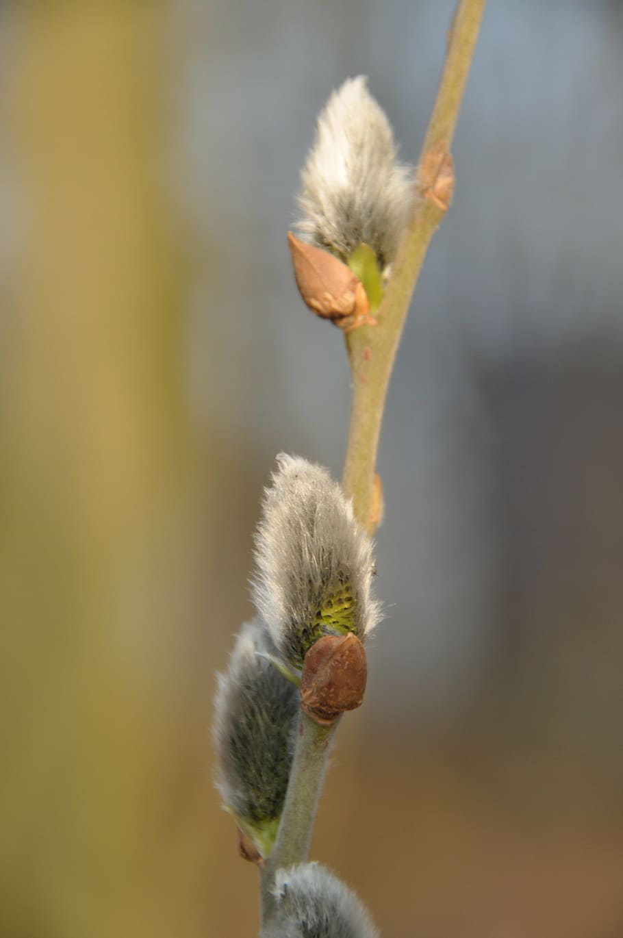 pussy willow, spring, branch, soft, hairy, nature, plant, close-up HD wallpaper