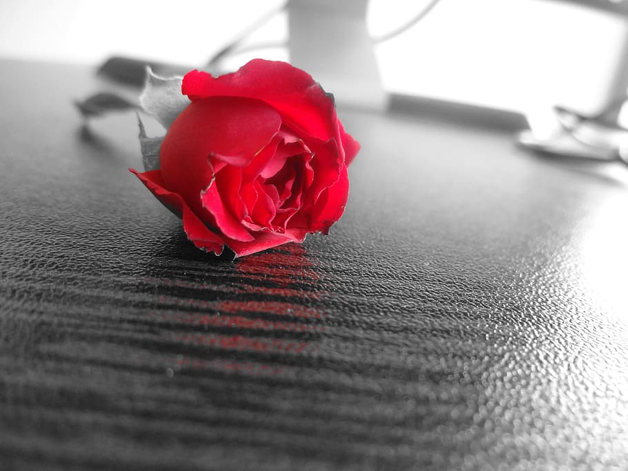 Salem, Office, rose, red, flower, petal, rose - flower, close-up HD wallpaper