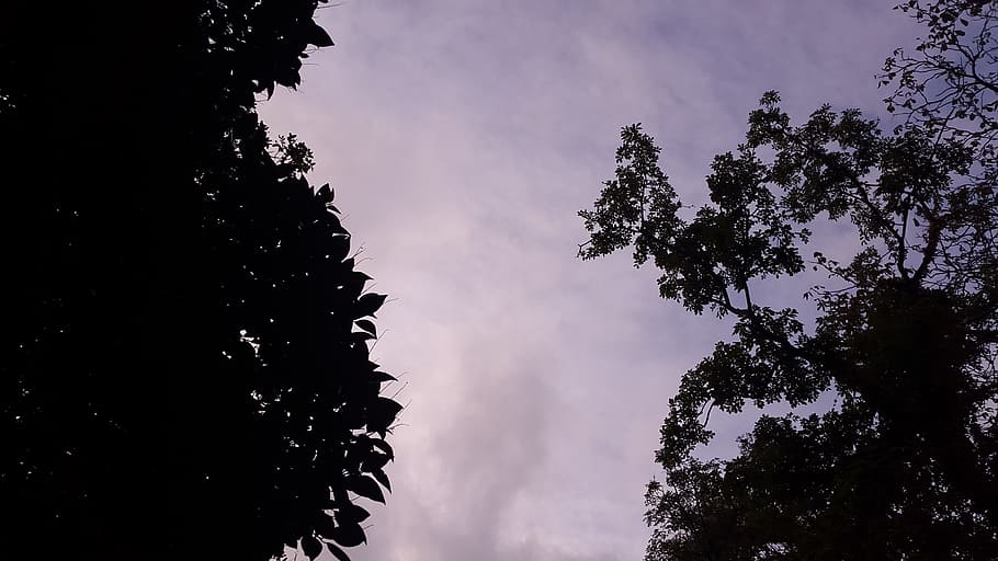 Low Angle Photography of Silhouette of Trees Under Calm Sky, backlit HD wallpaper
