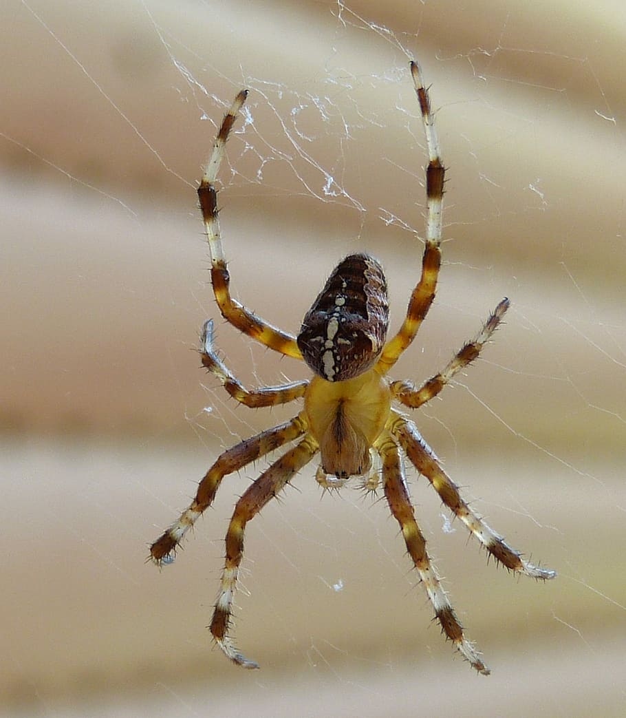 Spider, Insect, spider web, one animal, animal themes, animal leg HD wallpaper