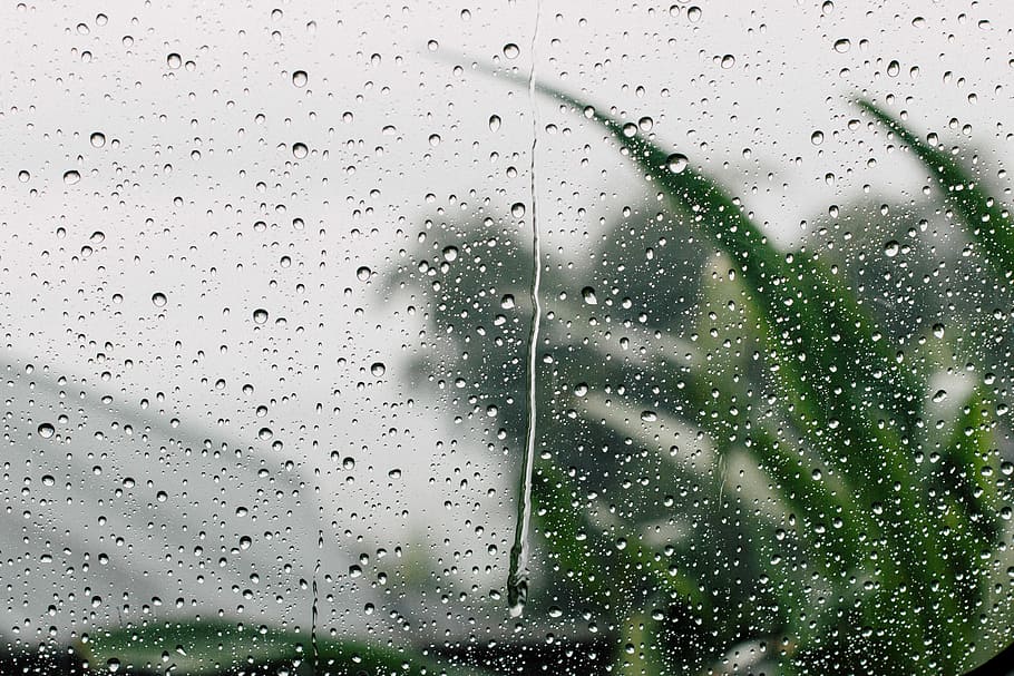 selective focus photography of window with water dew, tree HD wallpaper