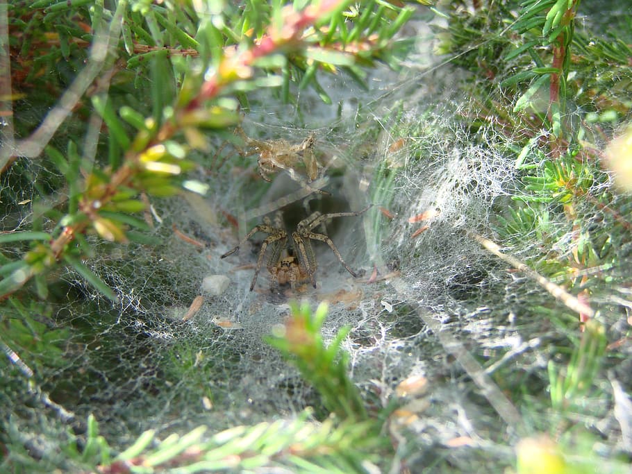 agelenidae spider, south west of france, canvas shaped tunnel, HD wallpaper