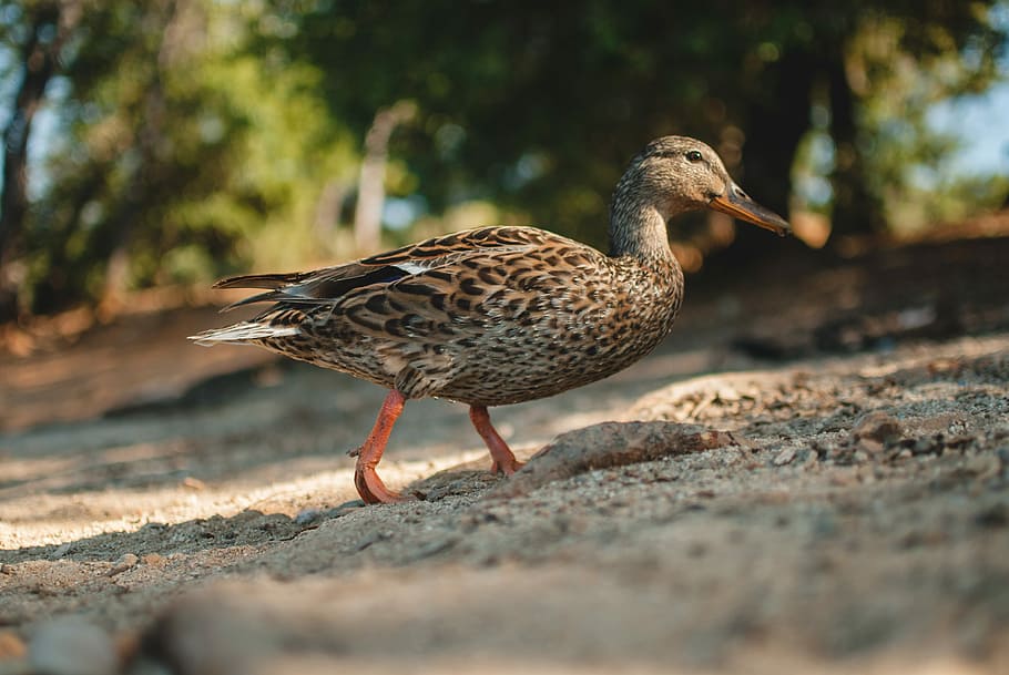 shallow focus photography brown mallard duck walking, shallow focus photo of brown duck HD wallpaper