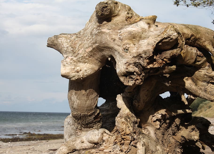 tree, withers, baltic sea, root, dry, sky, day, nature, land HD wallpaper