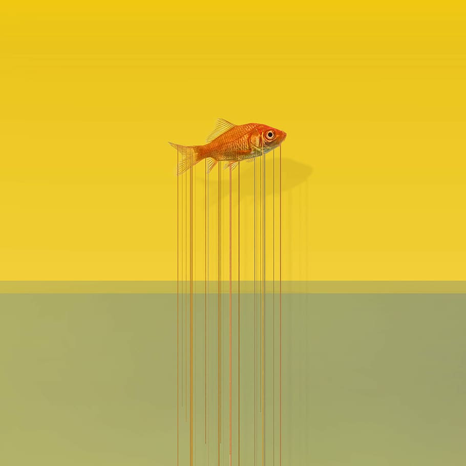 Fish, Drops, art, one animal, animal themes, animal wildlife HD wallpaper