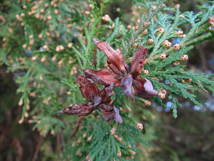 nature, conifer, branch, macro, needle branch, plant, growth HD wallpaper