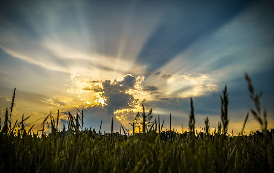 silhouette photography of green field at golden hour, cloud HD wallpaper