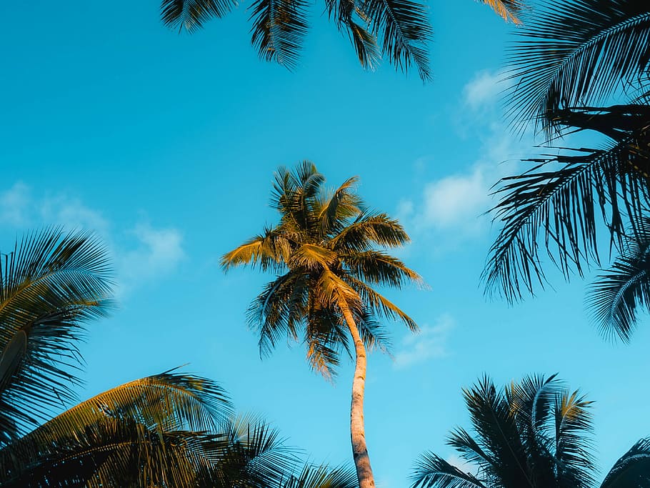 low angle photography of coconut tree, coconut trees under the cloudy sky during daytime HD wallpaper