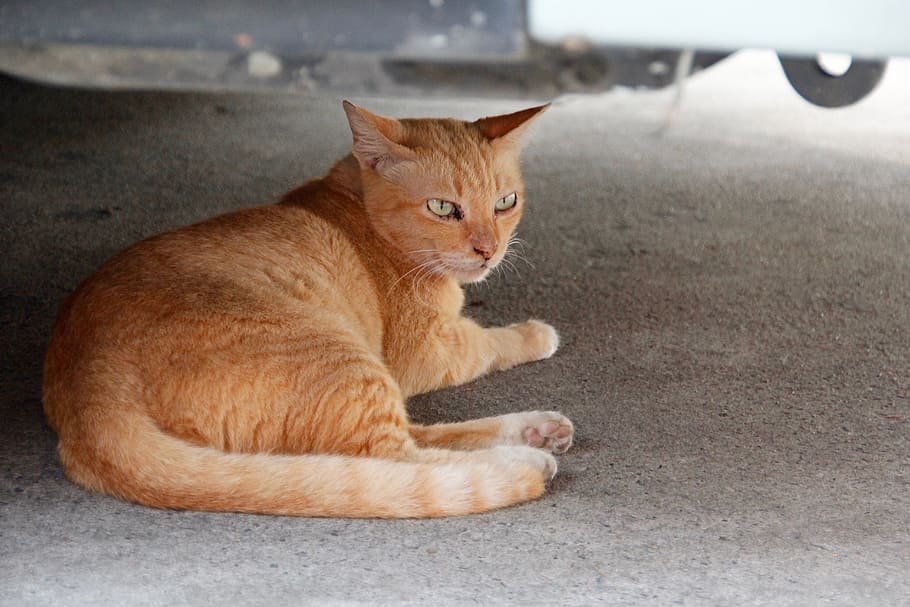 Cat, Thailand, Paw, Rest, concerns, dreams, red, domestic cat