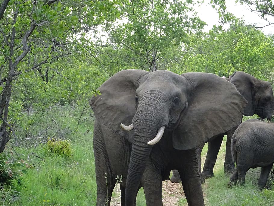 South Africa, Elephant, Tusks, malamala, safari, sabisand, game reserve, HD wallpaper