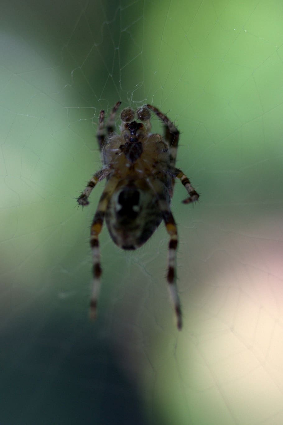 spider, spider web, arachnid, hooked, one animal, animal themes HD wallpaper
