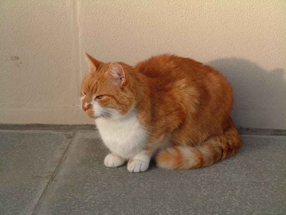 Cat, Ginger, Animal, Cute, Domestic, feline, kitty, domestic cat HD wallpaper